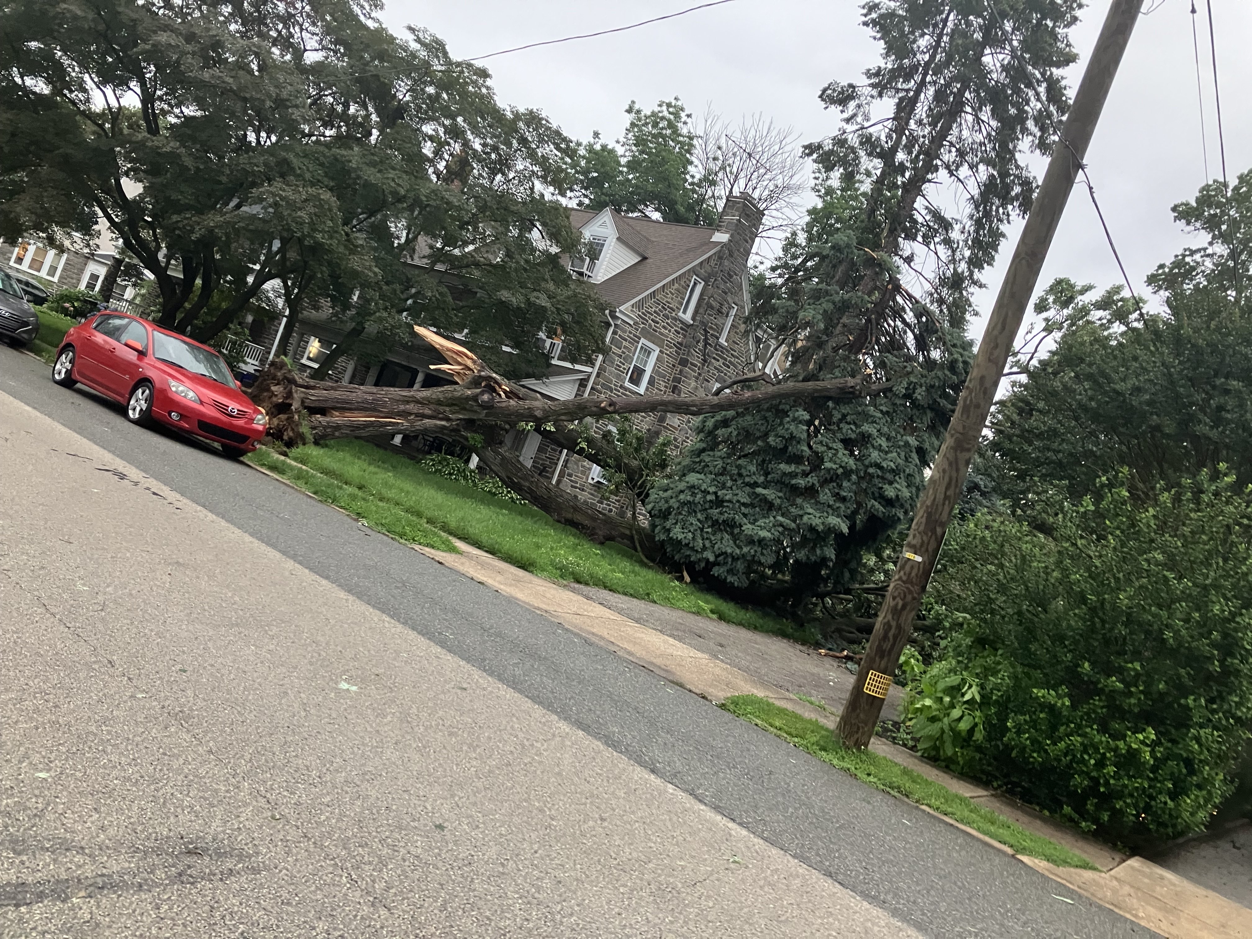 Davis Tree Alternate